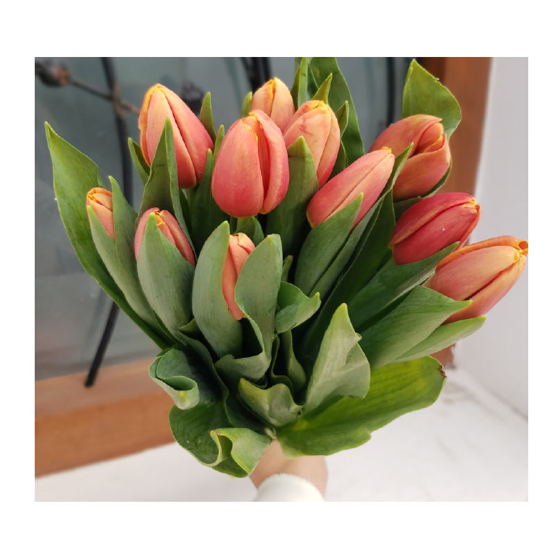 Tulipanes