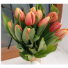 Tulipanes